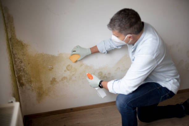 Best Real Estate Mold Inspection  in , LA
